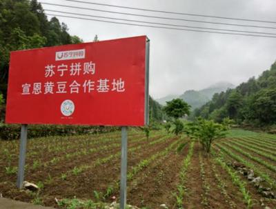 蘇寧閃擊下沉市場:左手拼購,右手零售云